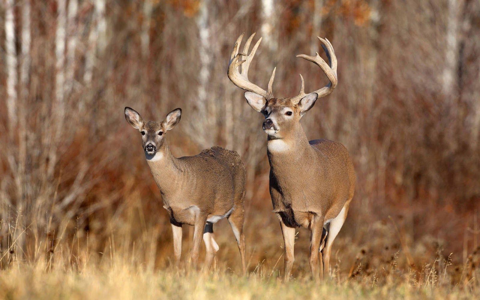 Whitetail Deer Wallpaper Animal Spot