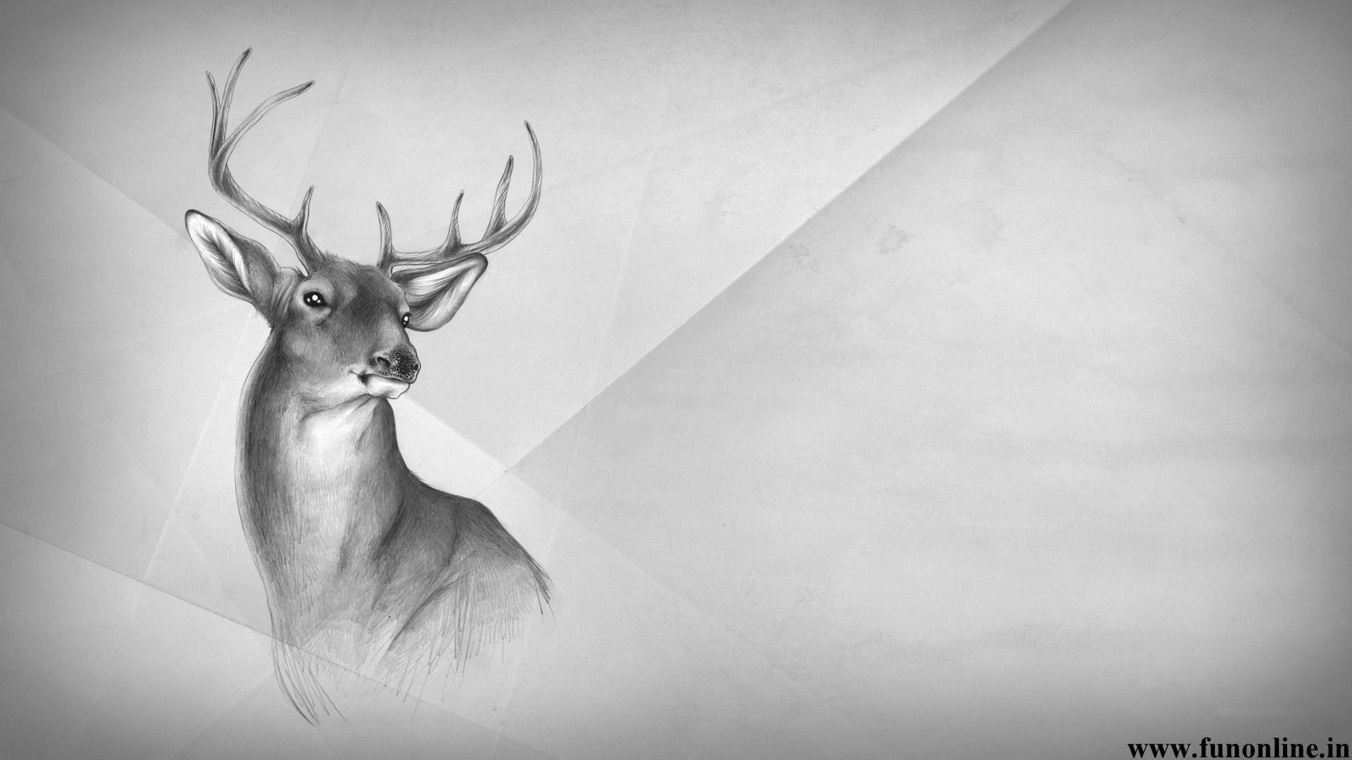 Ultra HD K Deer Wallpaper HD Desktop Background × Deer. HD