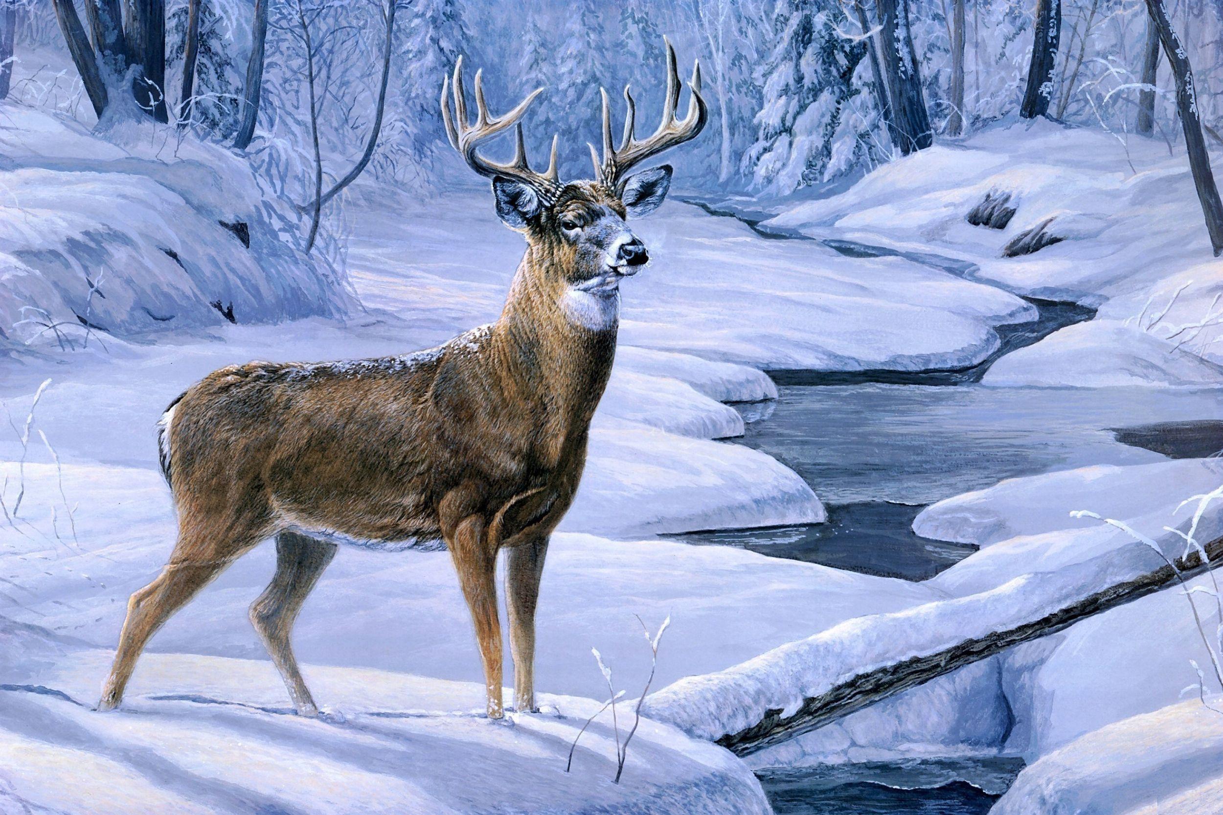 whitetail deer in snow wallpaper