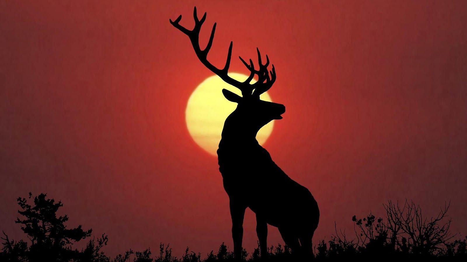 Deer Wallpaper