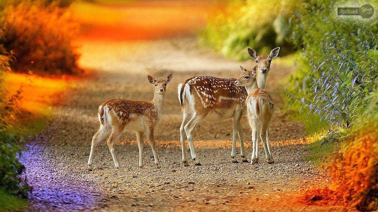 hd nature backgrounds with deer