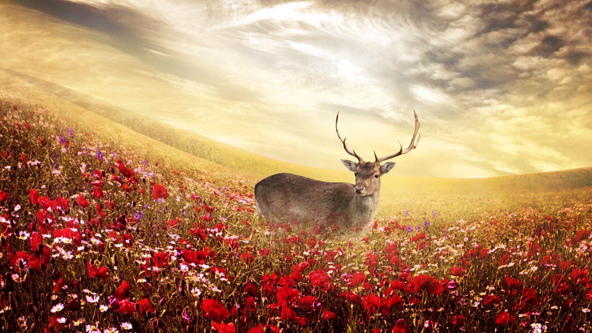 Deer Backgrounds Wallpaper Cave