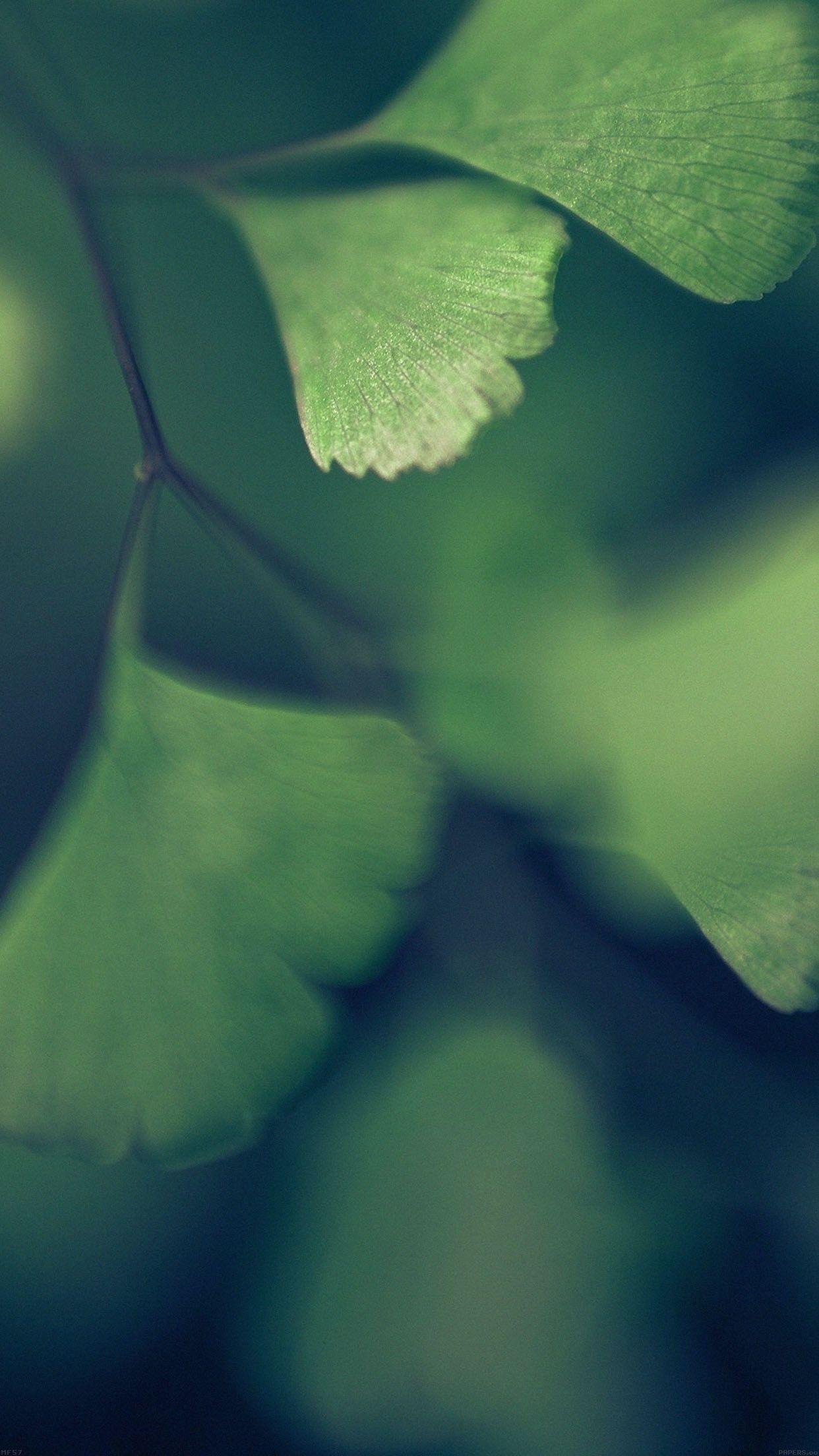 iPhonePapers luck blue clovers leaf nature