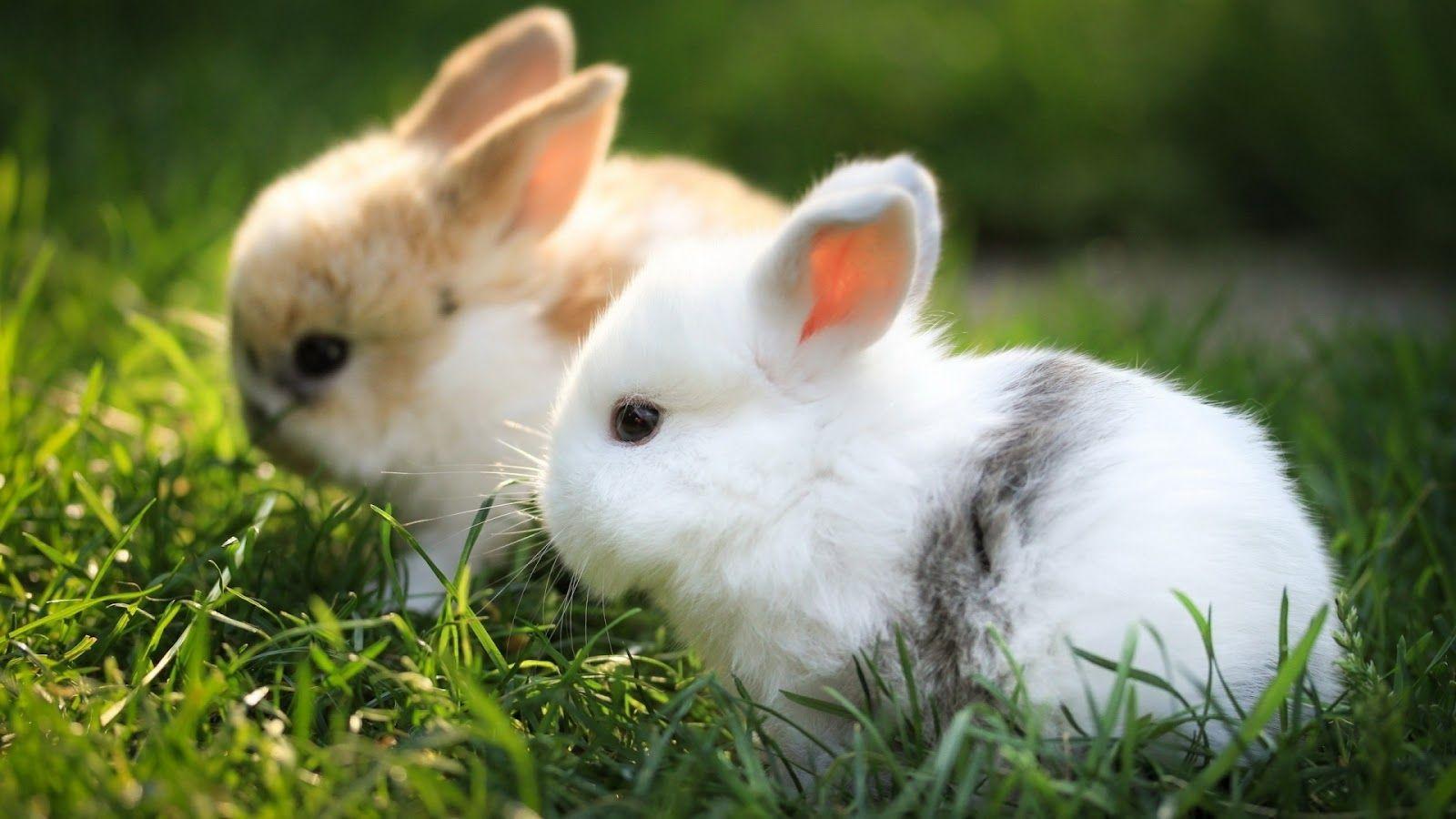 Rabbits image Bunnies HD wallpaper and background photo