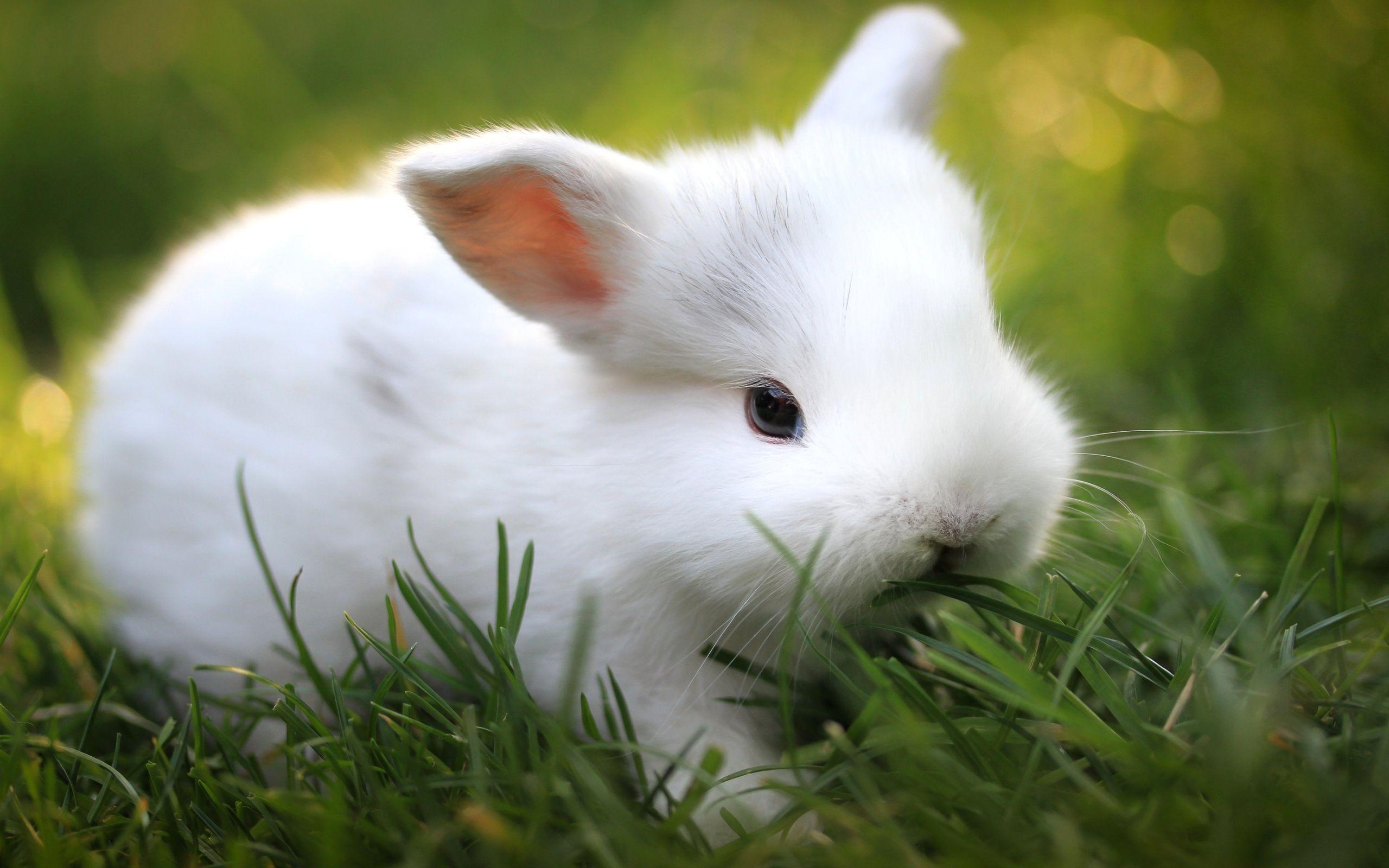 Rabbit Full HD Wallpaper and Background Imagex1600