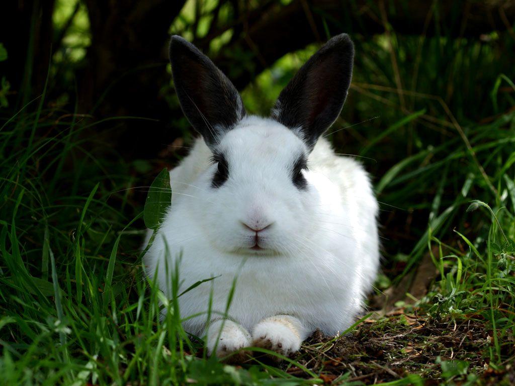 Wallpaper Bunny Rabbit Picture Gallery