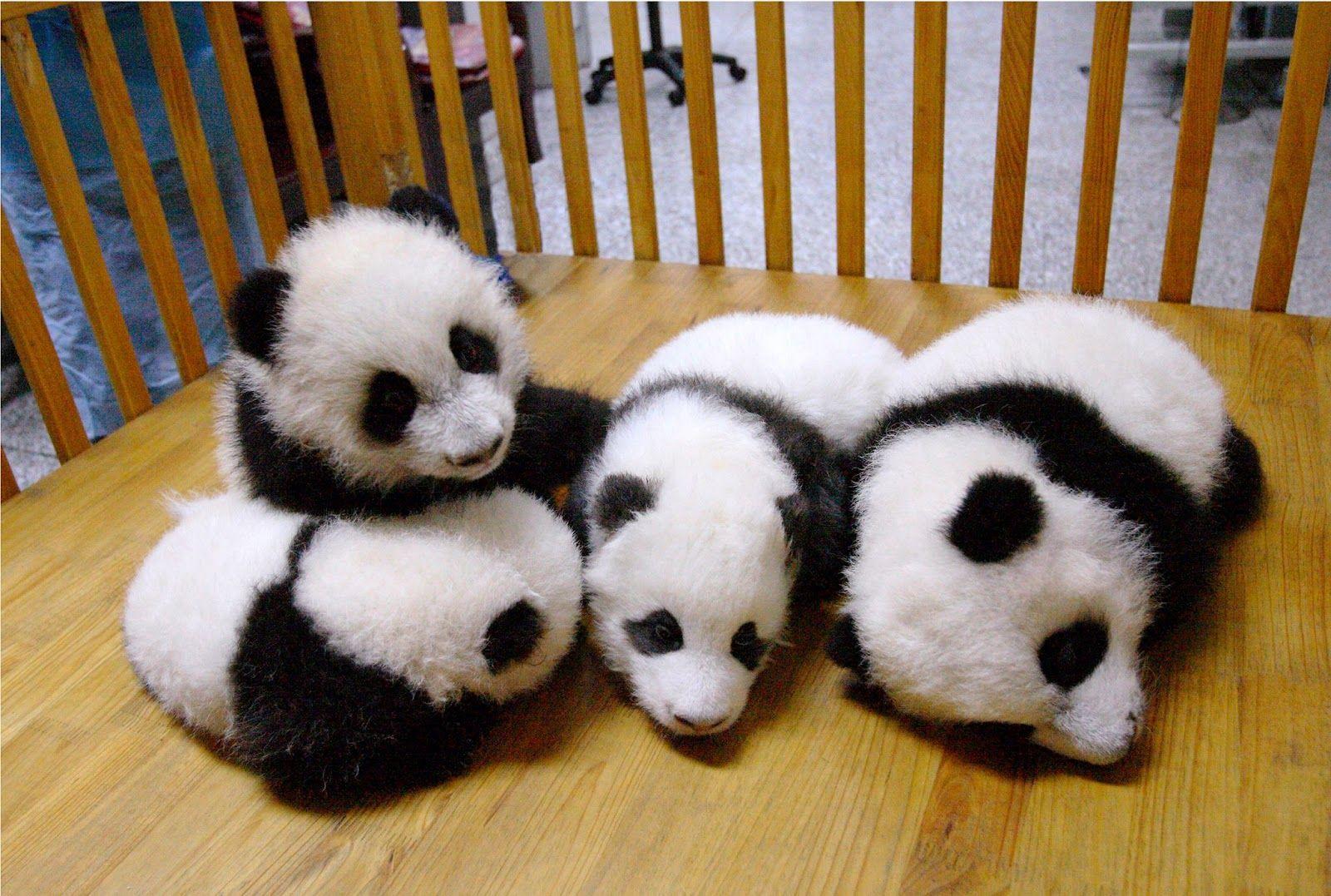 Baby Panda HD Wallpaper 9490
