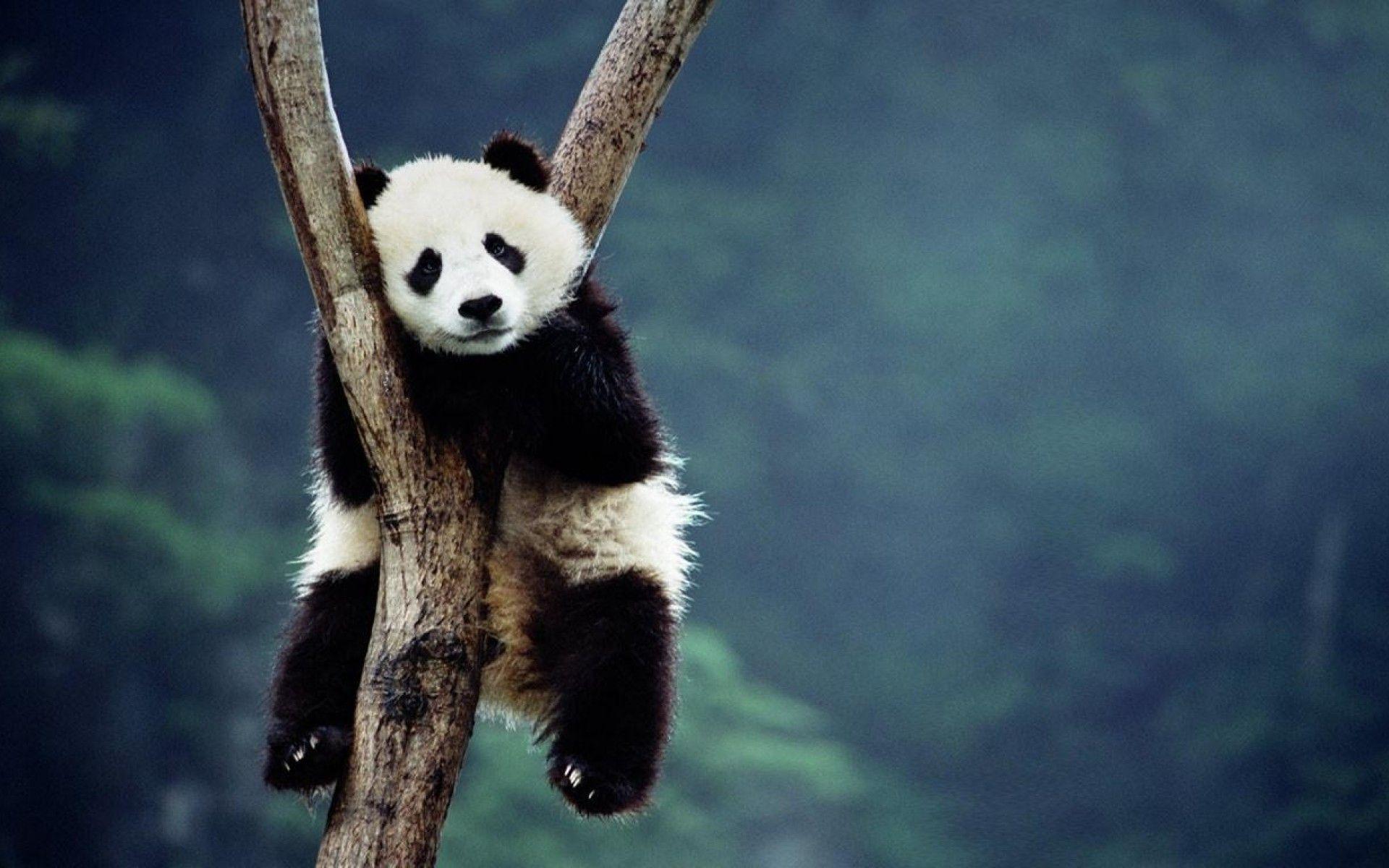 Panda HD Wallpaper
