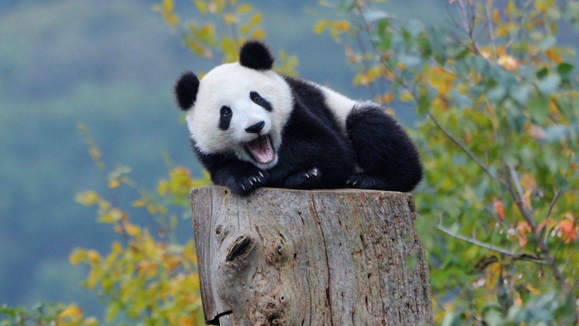 Animals Image 4k Background HD Picture panda baby in forest