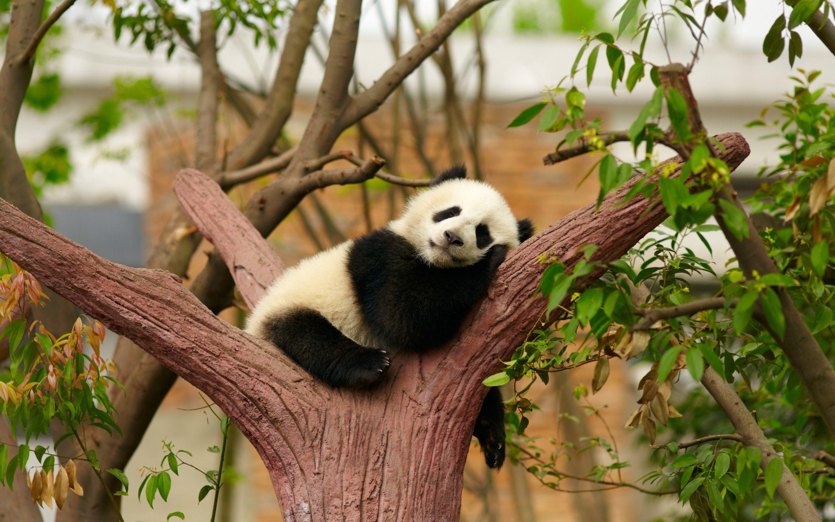 Panda Sleeping in Tree HD Wallpaper