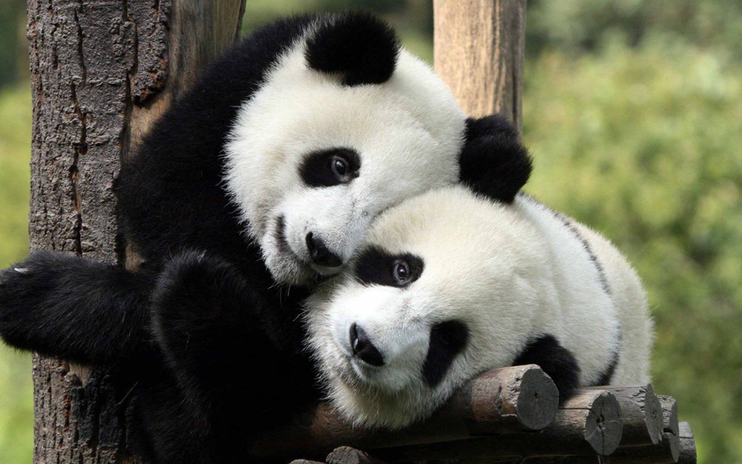 Giant panda animal love HD wallpaper download