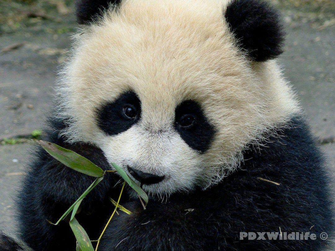 Baby Panda HD Wallpaper Background In Animals Wallpaperid Com Cute