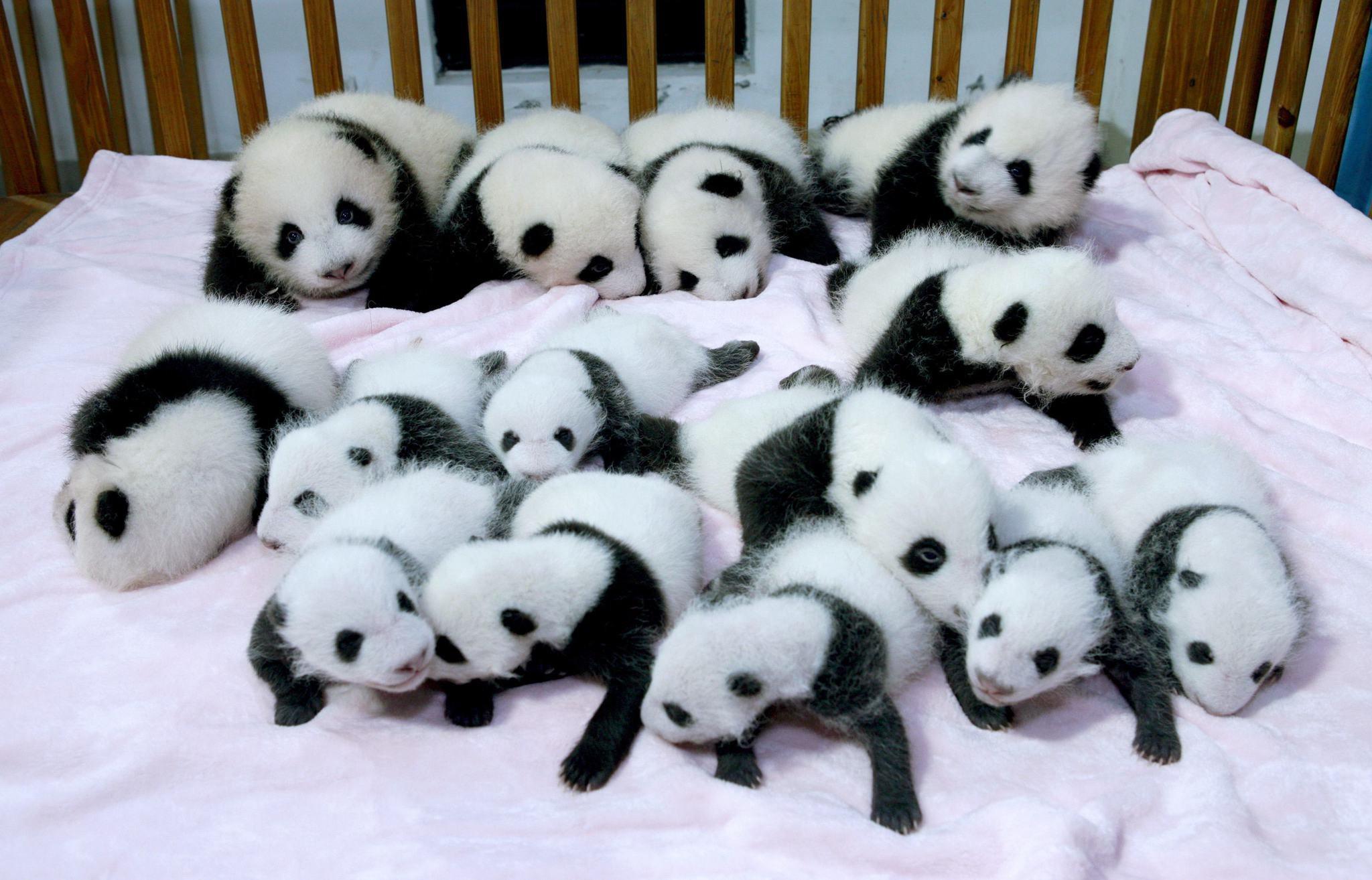 Baby Panda Desktop Wallpaper 9484