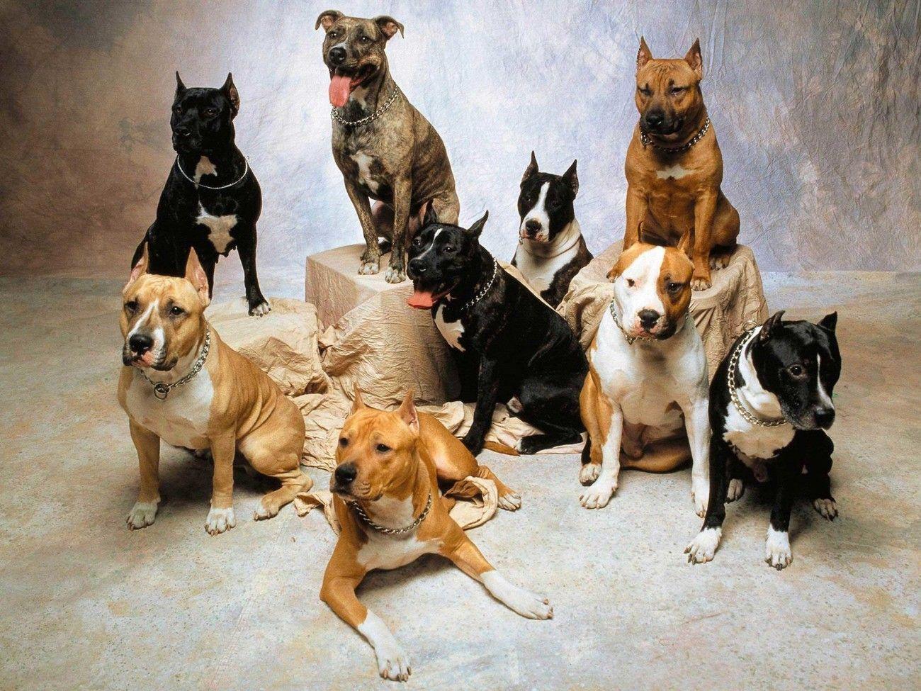 Pitbull American Staffordshire Terrier Wallpaper. Pitbull dog