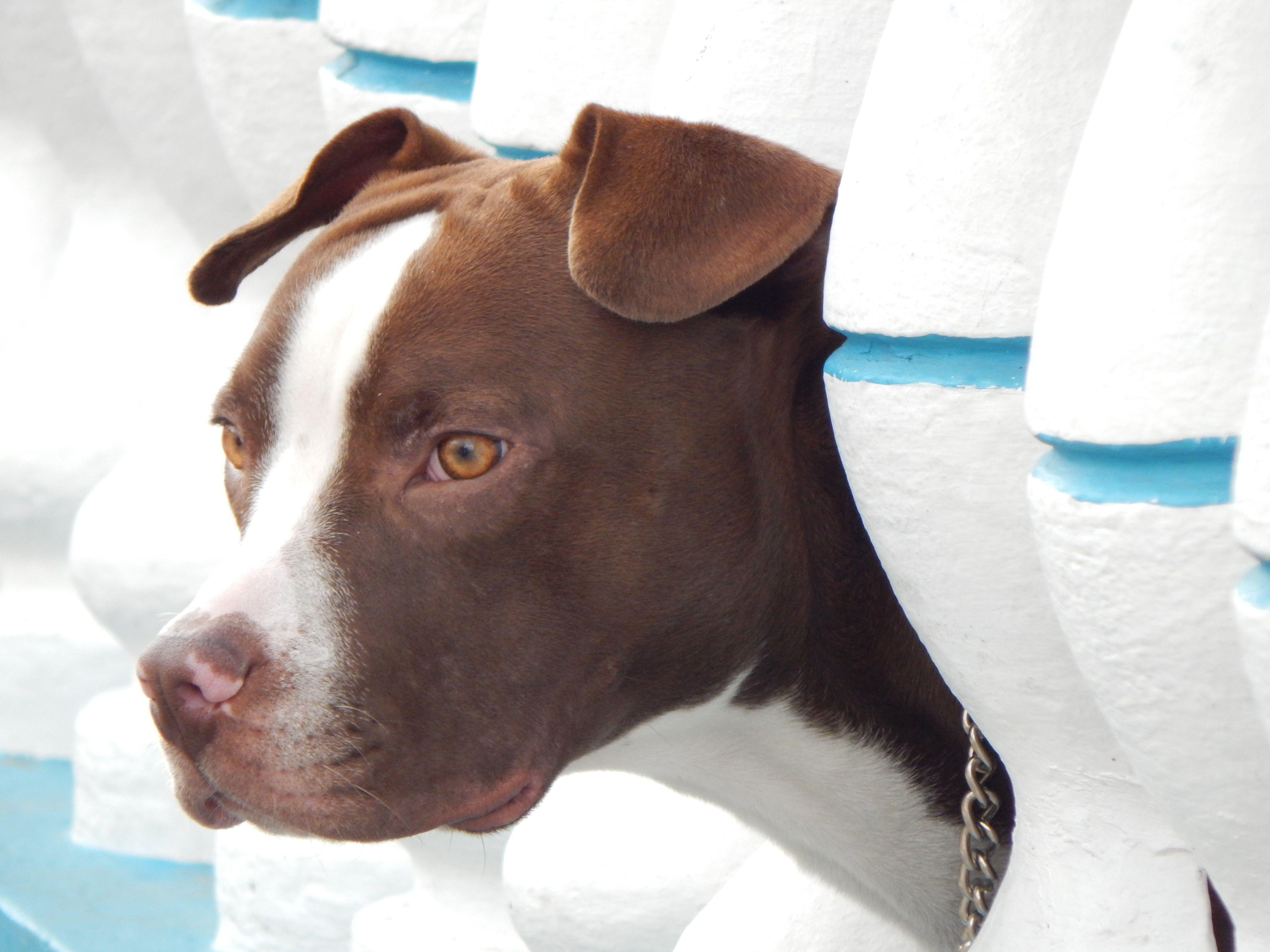 Closeup photography of liver and white American Pit Bull Terrier HD