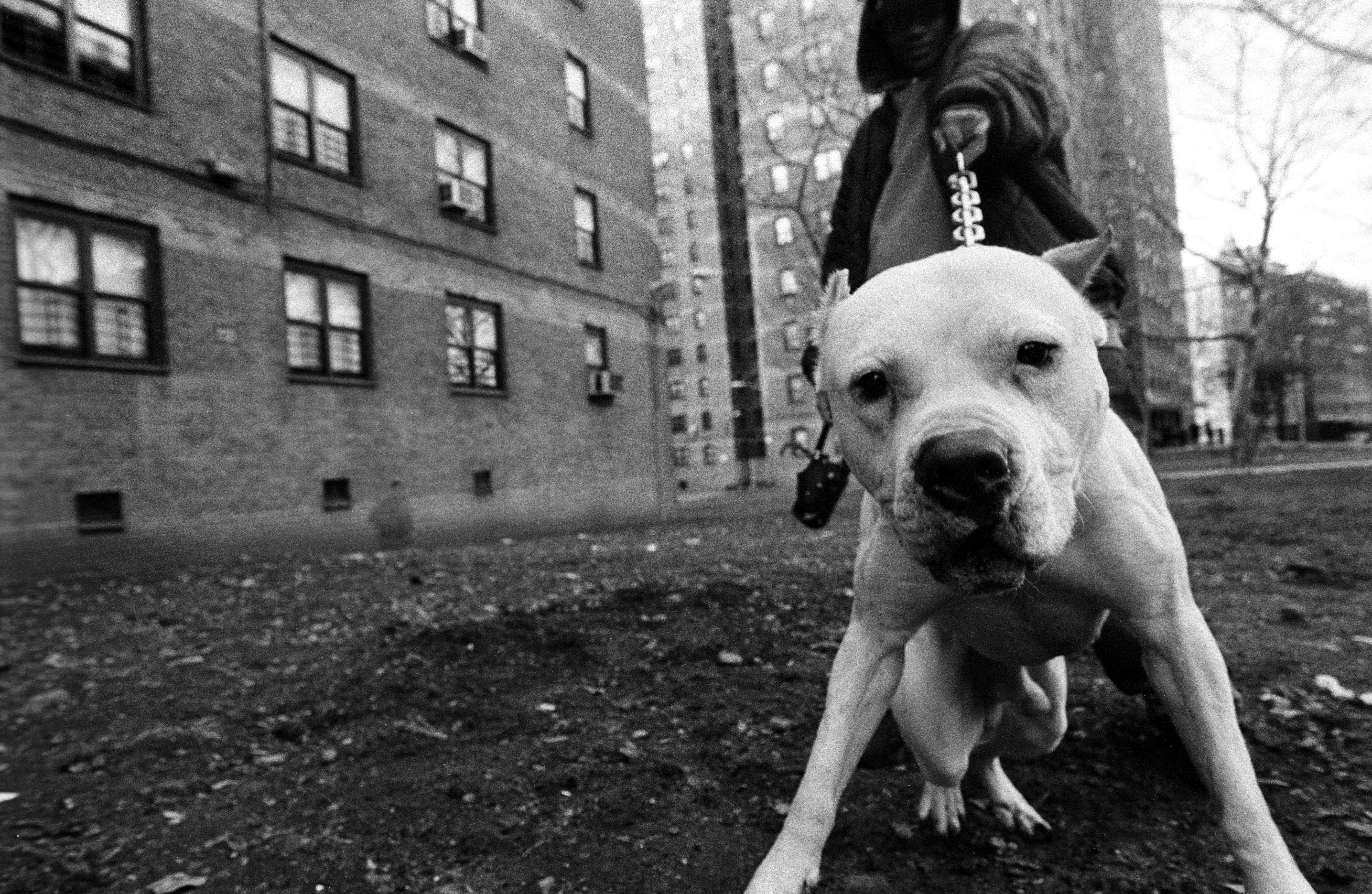 Dog Pitbull Wallpapers.