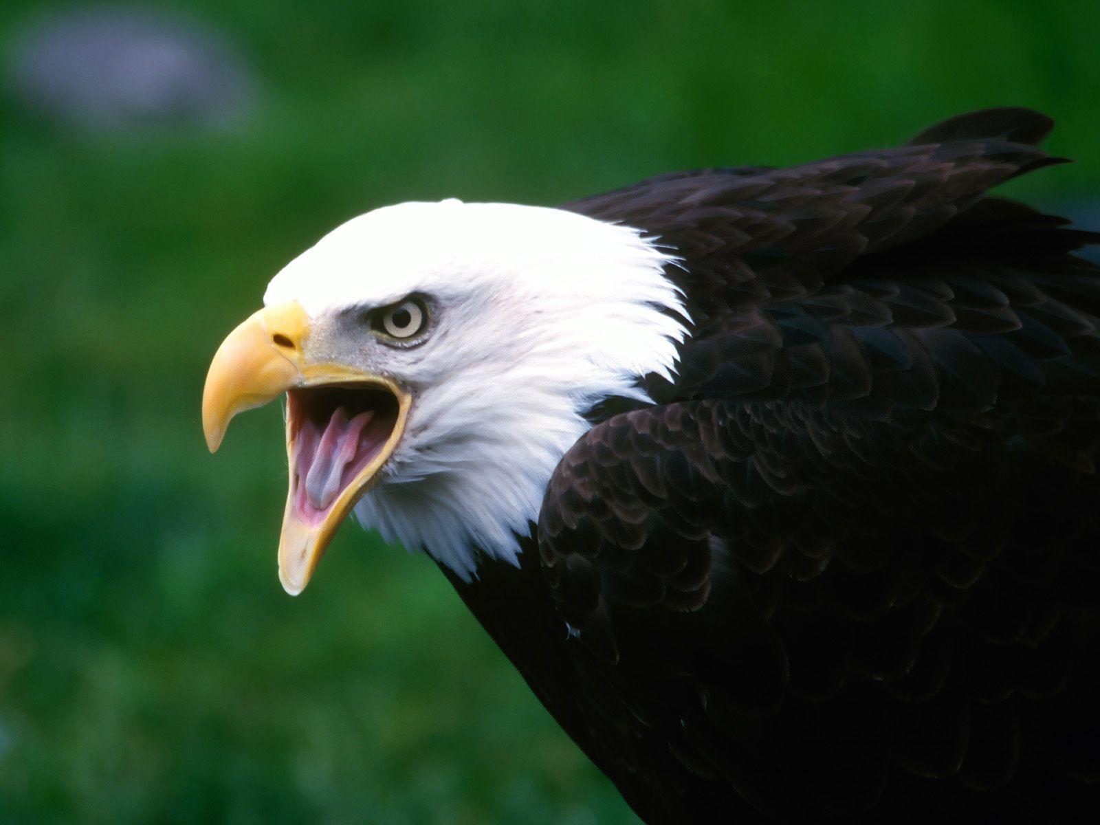 image For > 3D Eagle Wallpaper Desktop. Birds. Eagle