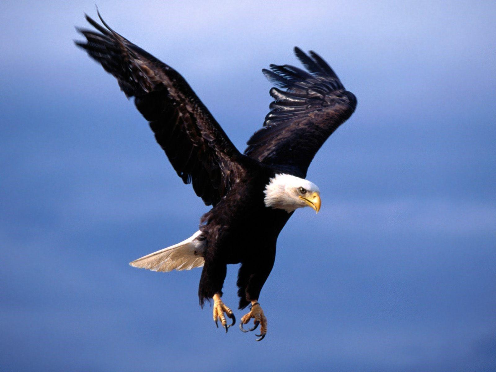 Nice Flying Eagle Looking for Hunting Wallpaper