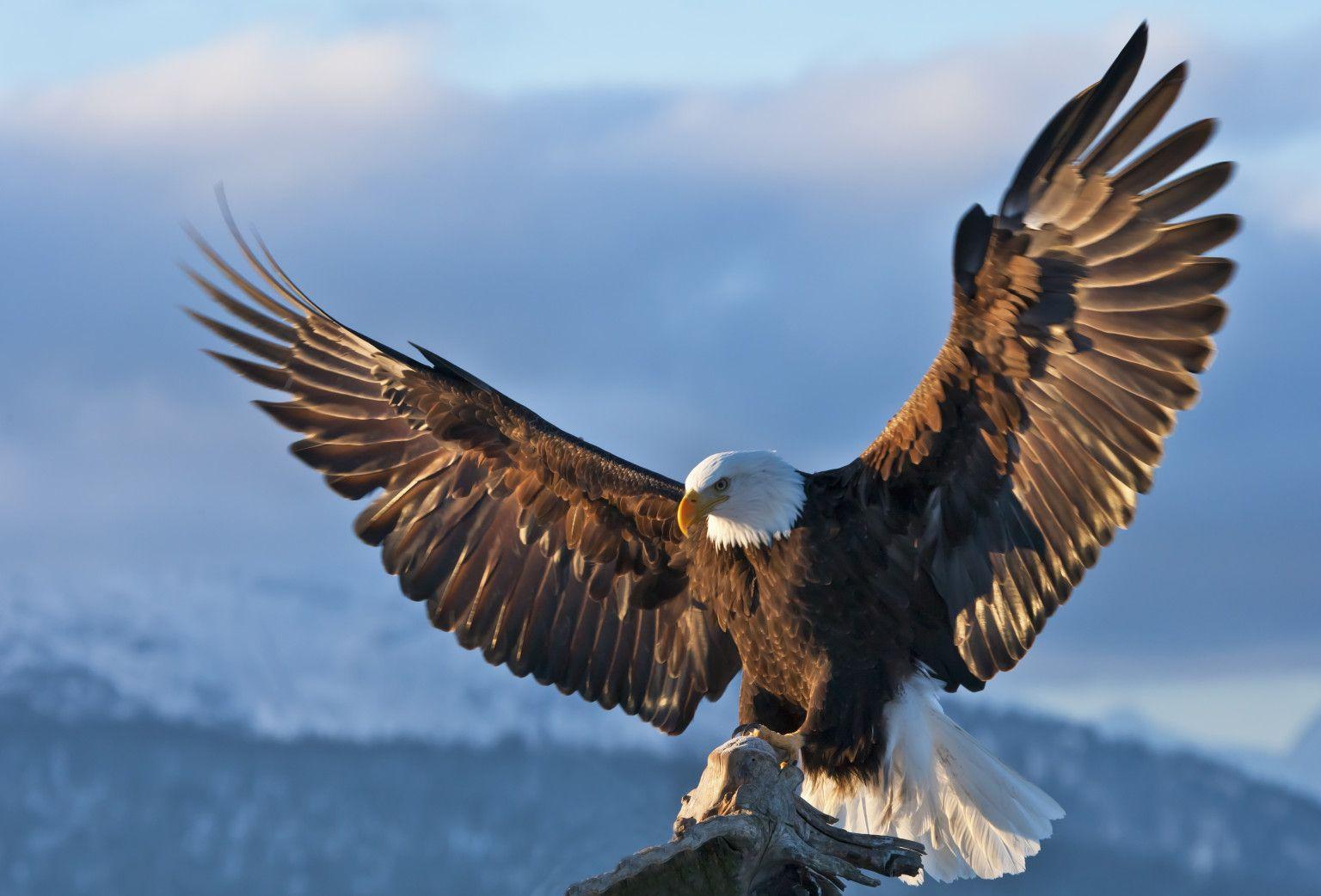 Eagle Picture (24)