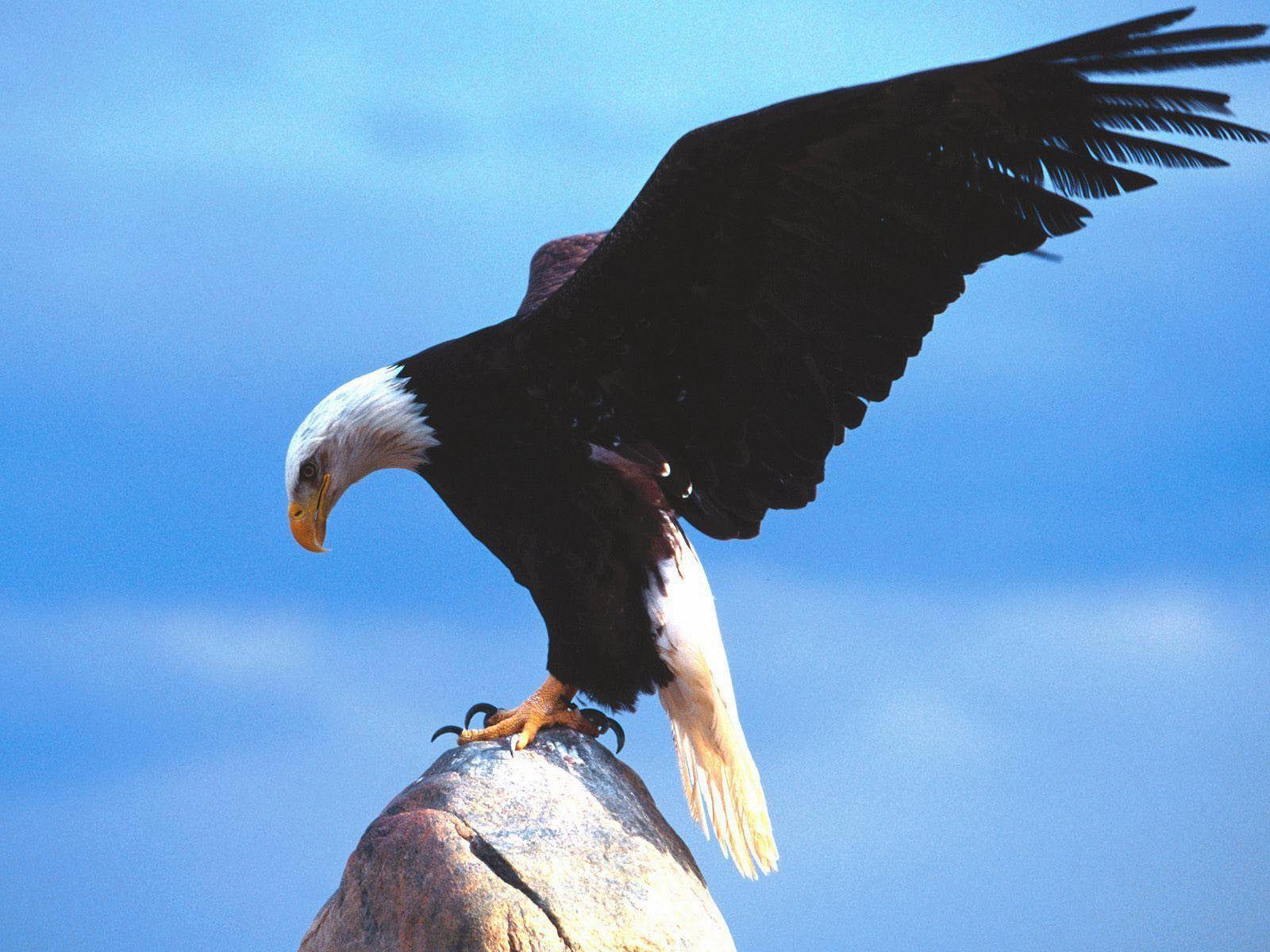 Desktop Eagles Birds Photo Wallpaper