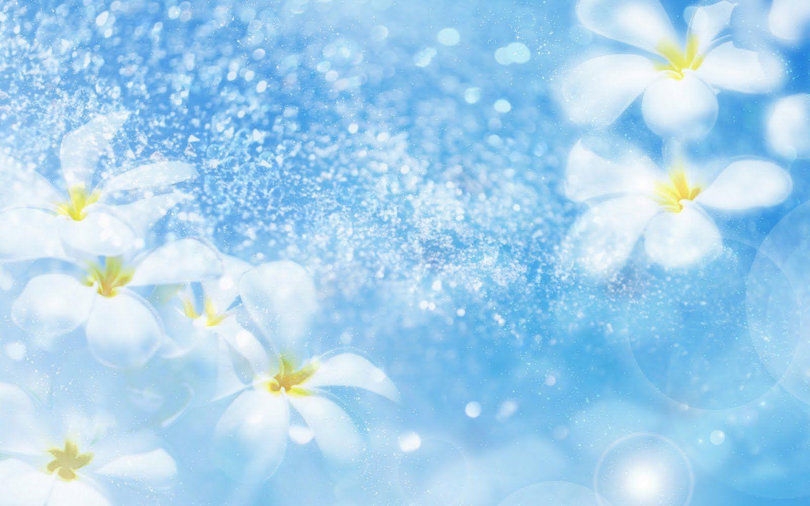 Flowers, White, Blue Background, Fresh, Lovely wallpaper. flowers