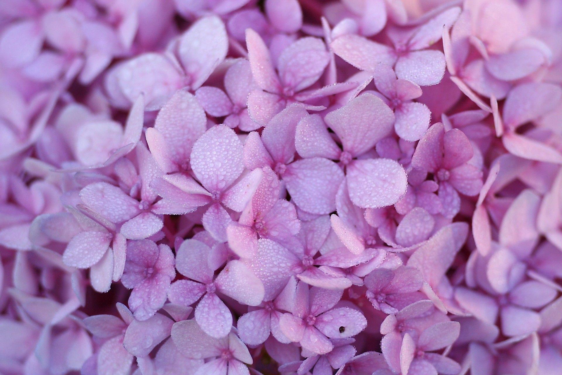 Flowers: Flower Tapet Carpet Skin Hydrangea Pink Purple Wallpaper