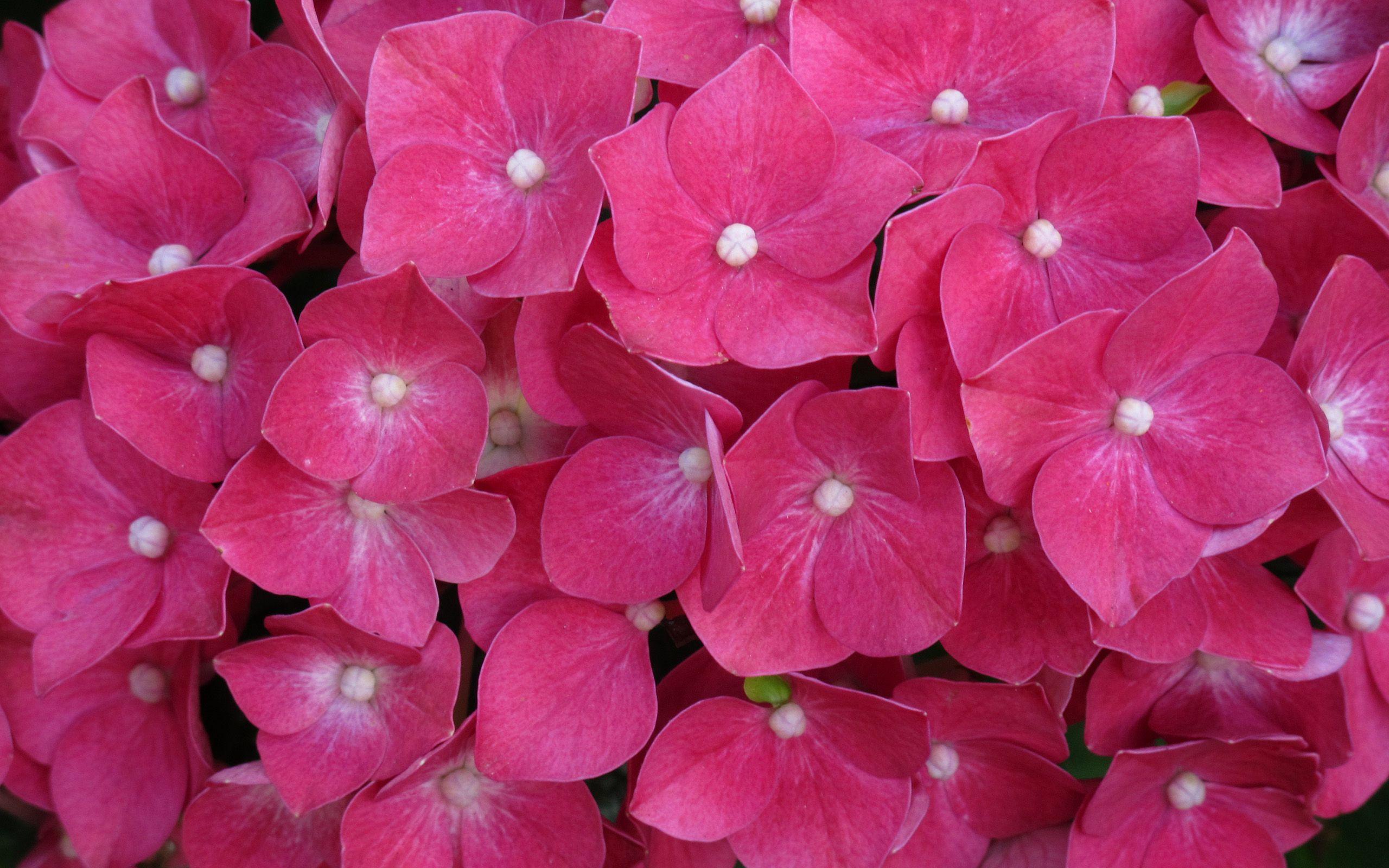 Pink Hydrangea Full HD Wallpaper and Background Imagex1600