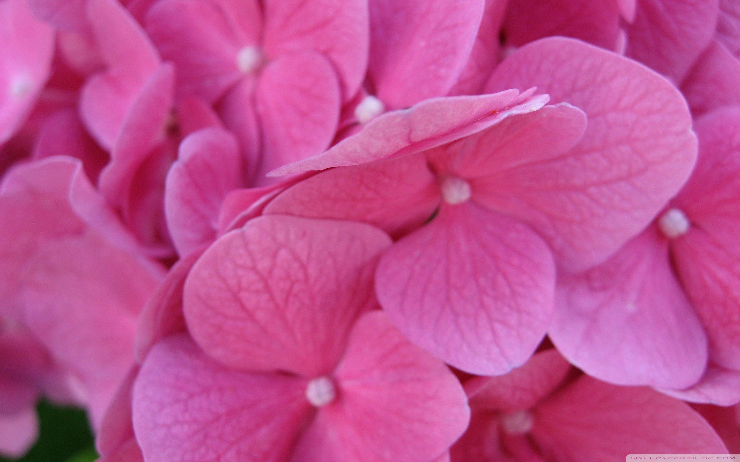 Pink Hydrangea Blossoms ❤ 4K HD Desktop Wallpaper for 4K Ultra HD