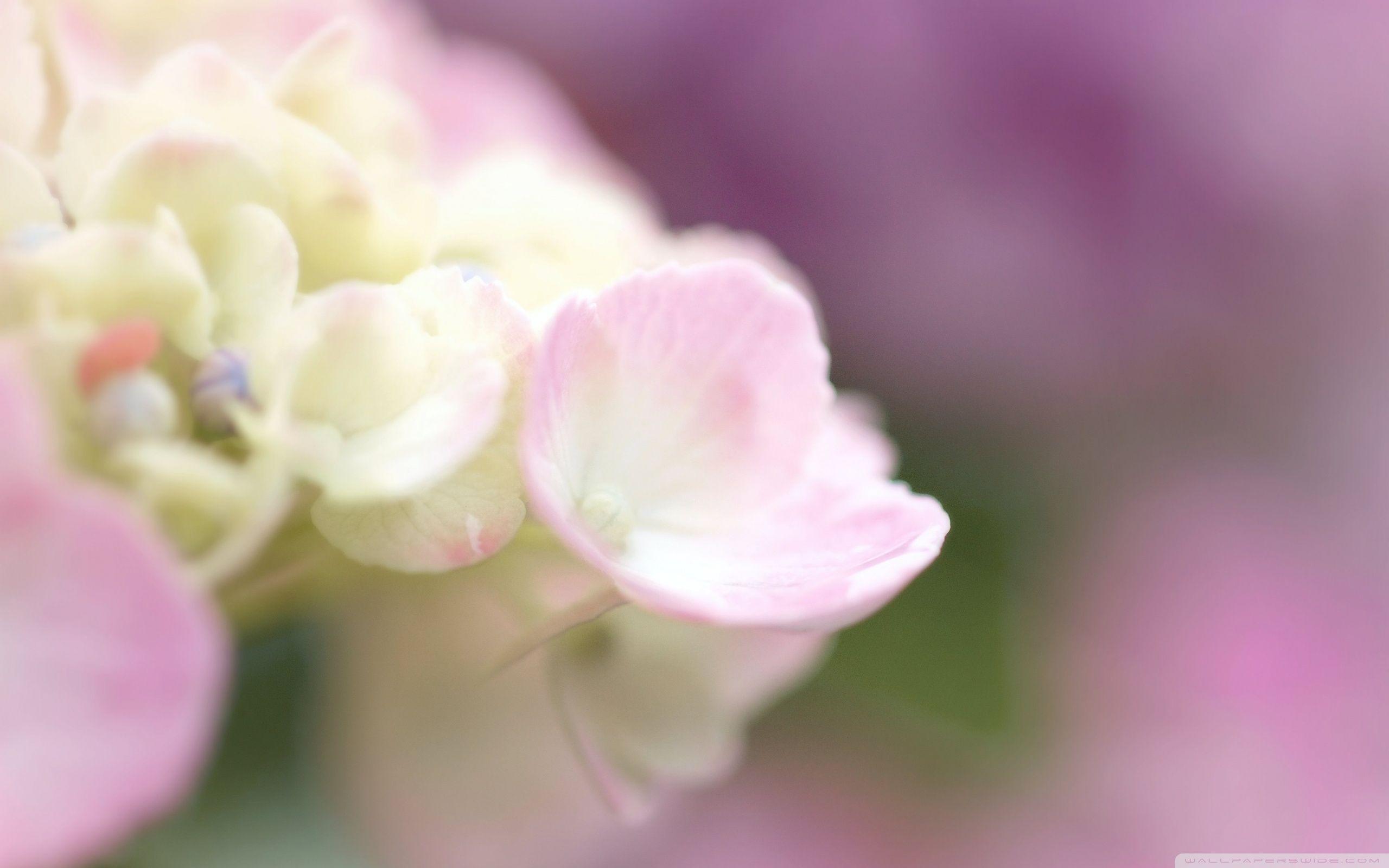 Light Pink Hydrangea Macro ❤ 4K HD Desktop Wallpaper for 4K Ultra