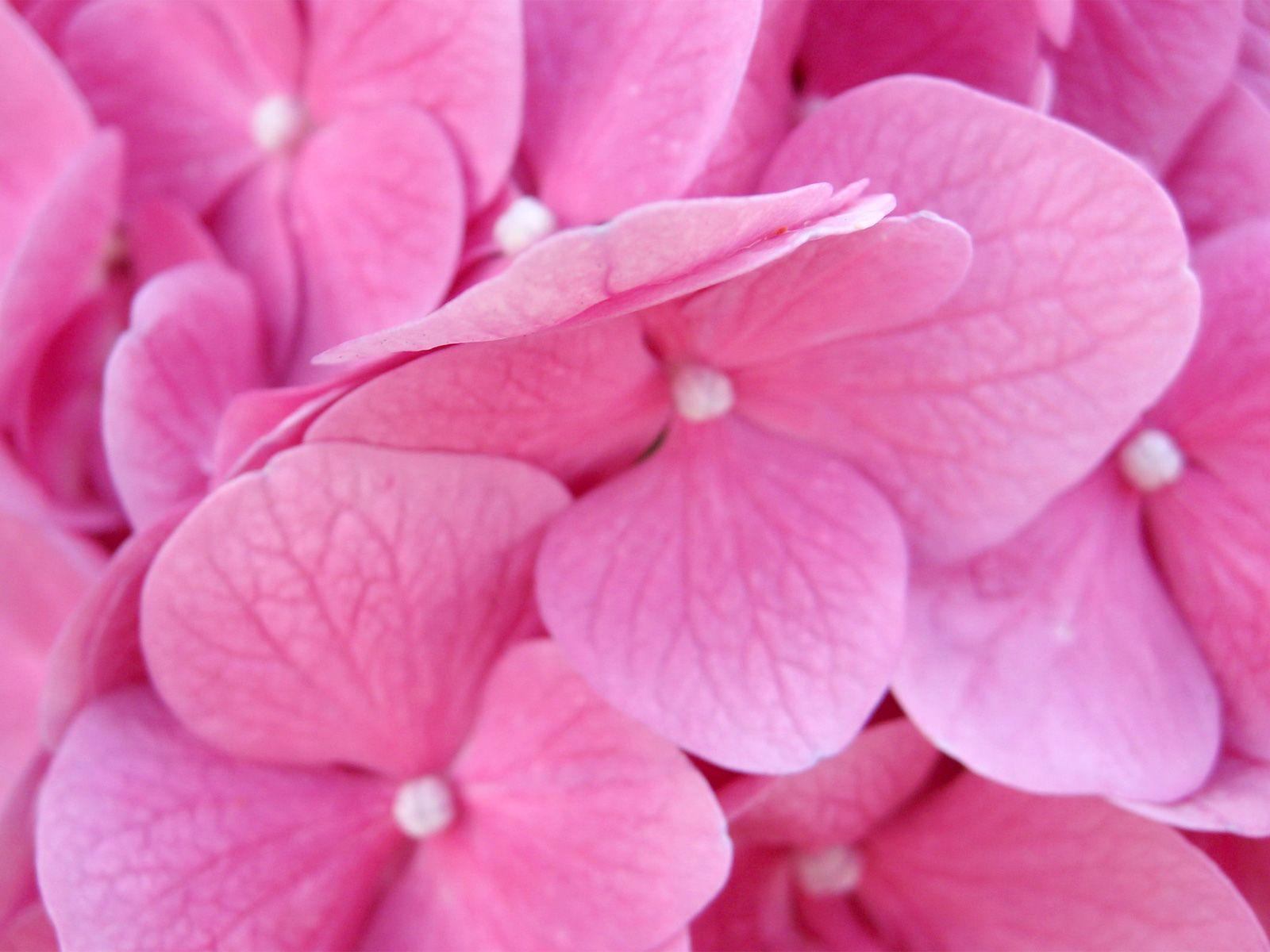 Pink Hydrangeas .cannot wait to see these bloom again :). Pink