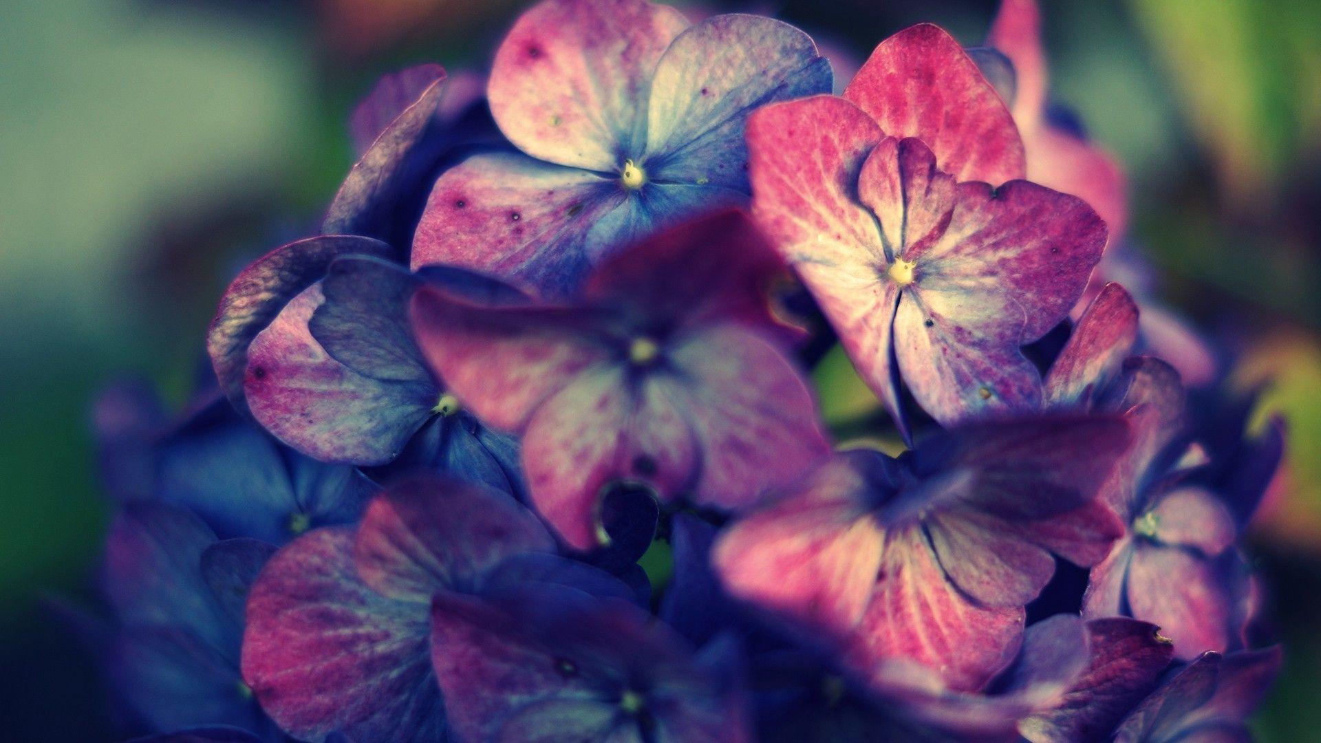 pink, Purple, Hydrangea, Flowers Wallpaper HD / Desktop and Mobile