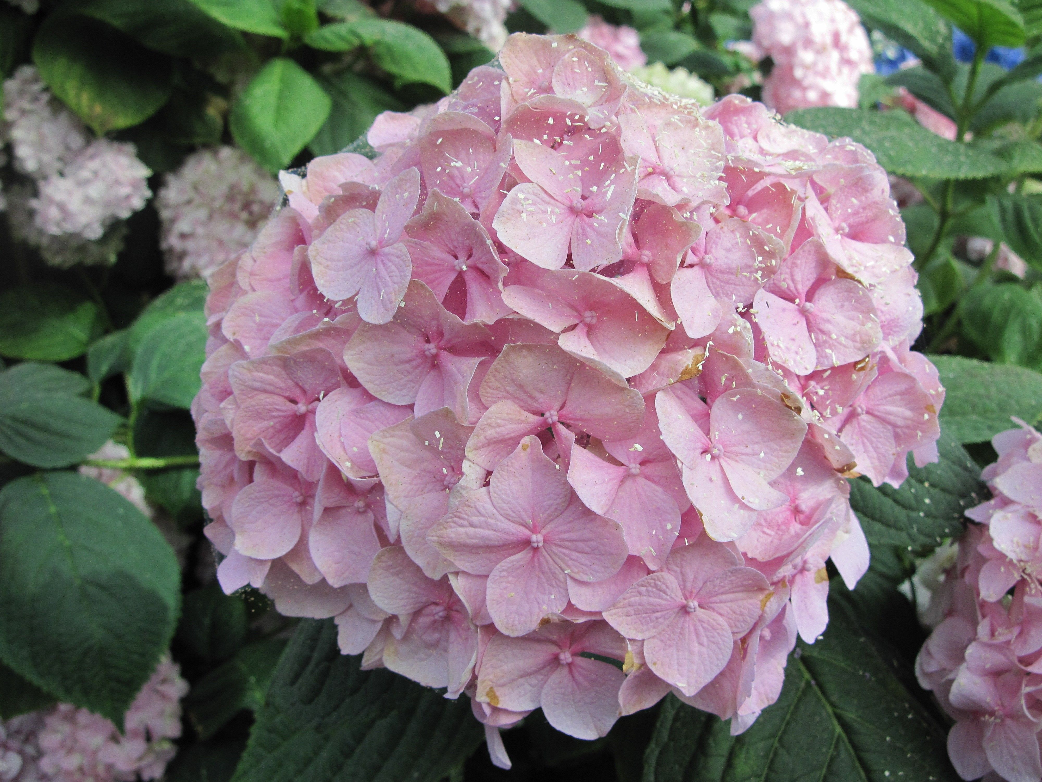Download Wallpaper Pink Hydrangea