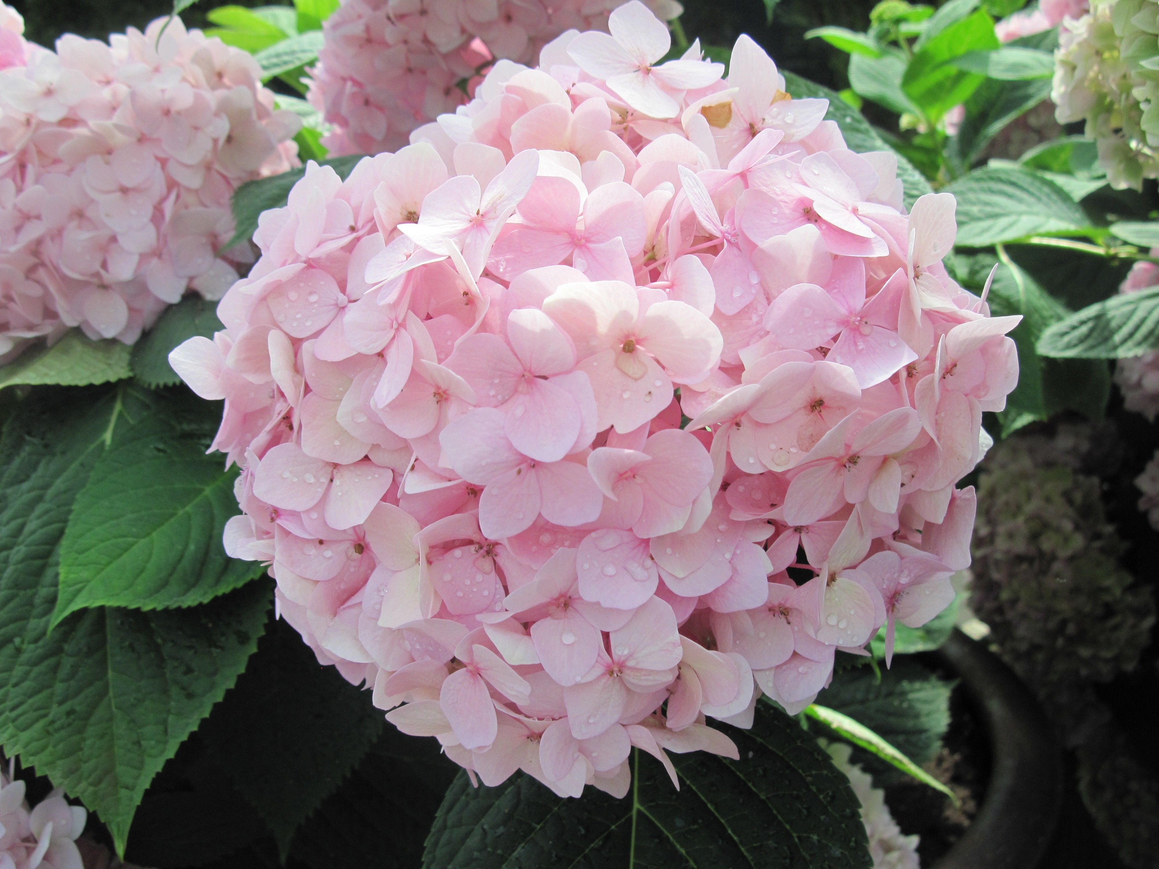 Download Wallpaper Pink Hydrangea