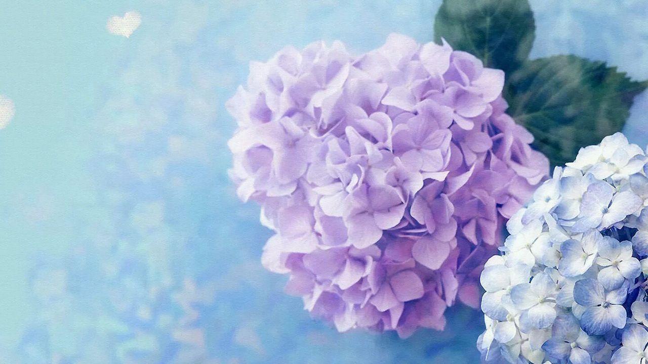 Purple hydrangea Wallpaper HD. Natural Beauty. Purple
