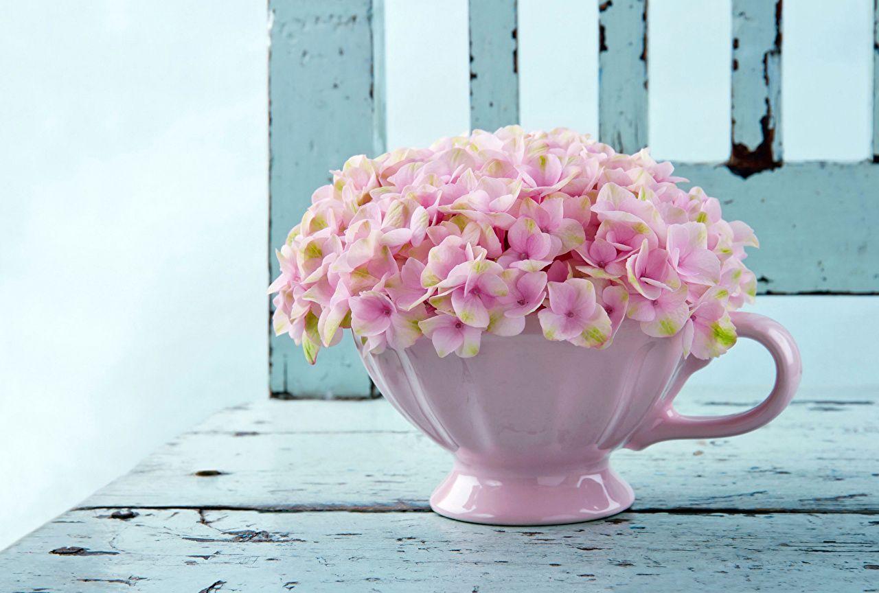 Pink color Flowers Hydrangea Cup