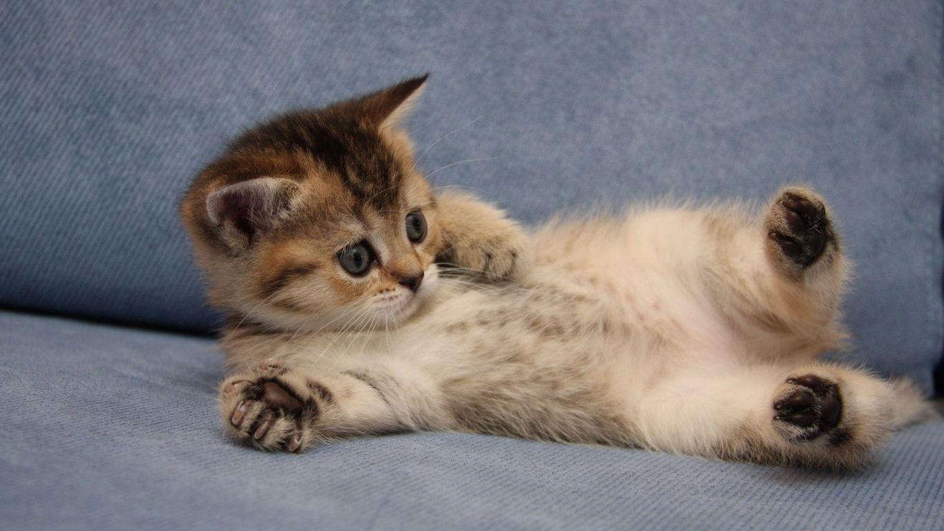 Cute Cat Laptop Wallpapers Wallpaper Cave