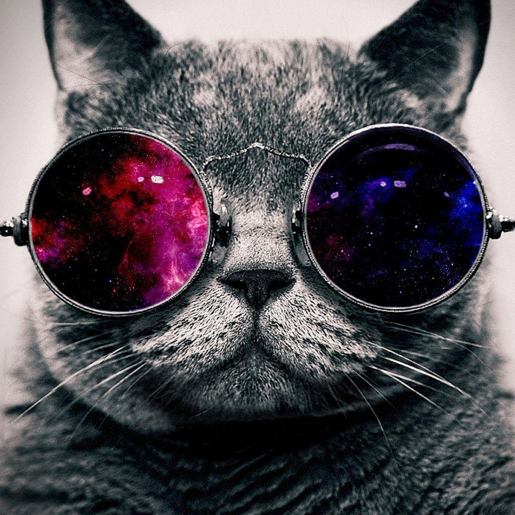 8tracks Radio. Story Of The Curious Space Cat (17 Songs)