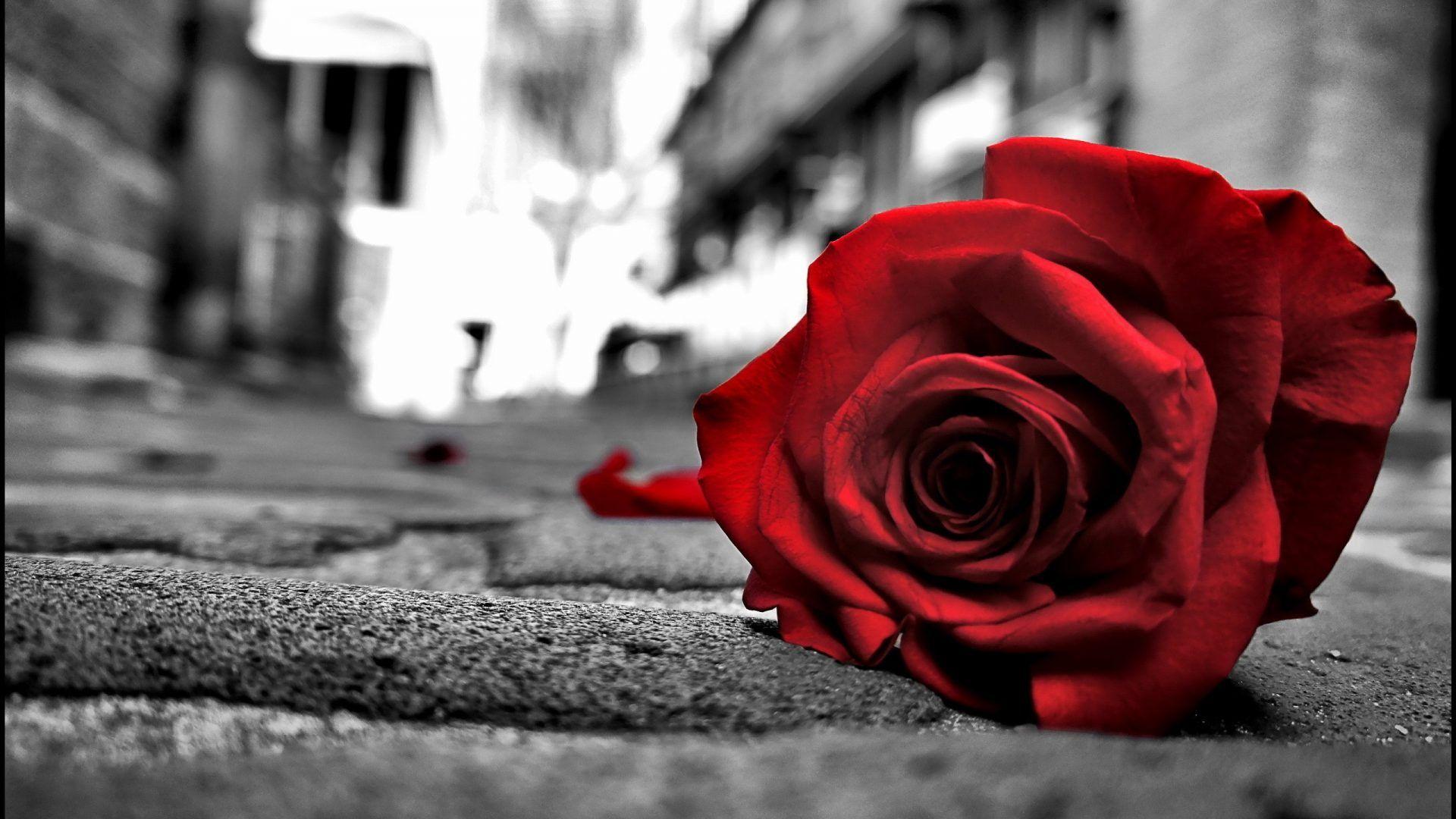 Two Tag wallpaper: Rose Passion Love Color Two Red Black