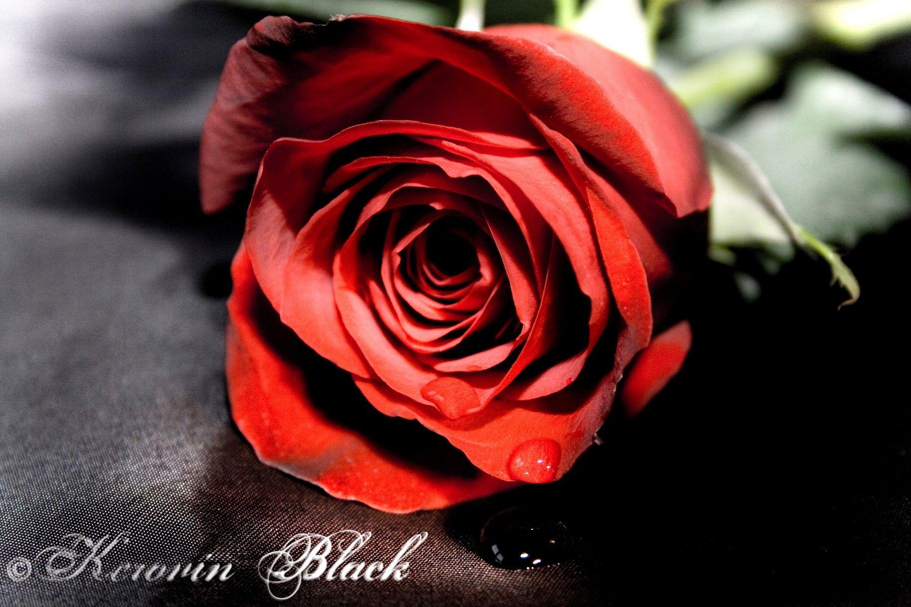 Flower: Red Passion Pretty Rose Flower Valentine Wallpaper Image
