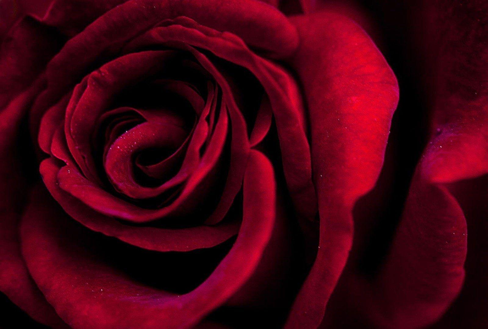 Passion Tag wallpaper: Love Romantic Rose Unconditional Passion Red