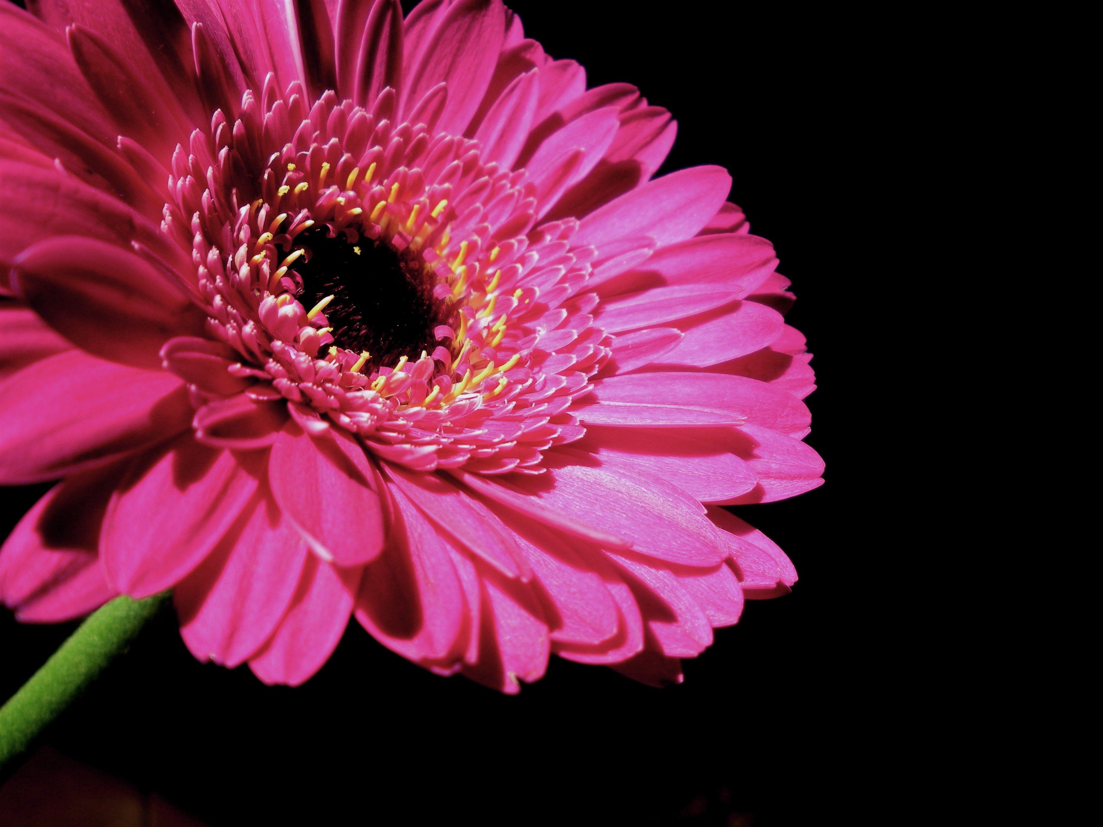 Flower: Passion Sharp Ollie Pink Dark Sun Cute Clear Wildlife Stand