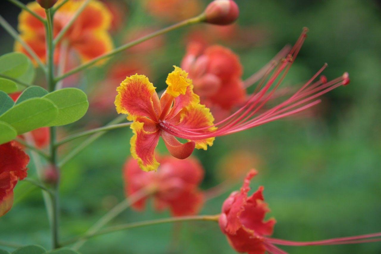 Flowers: Buds Kerala Beauty Green Flower Rajamalli Yellow Cute Red