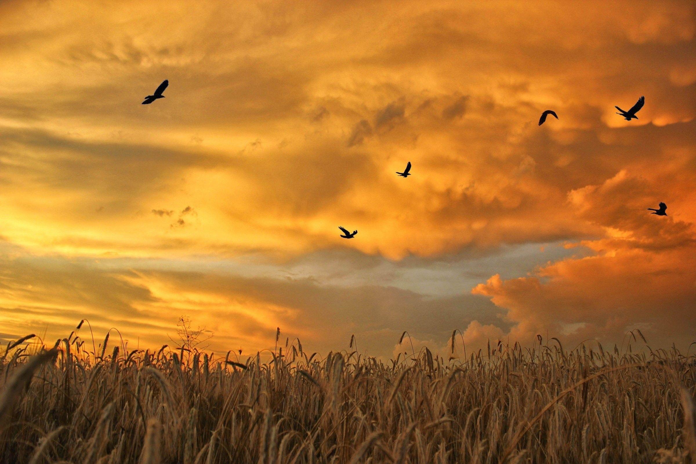 Sunrise Sunset: Spikes Birds Sky Grass Wheat Flock Field HD Desktop