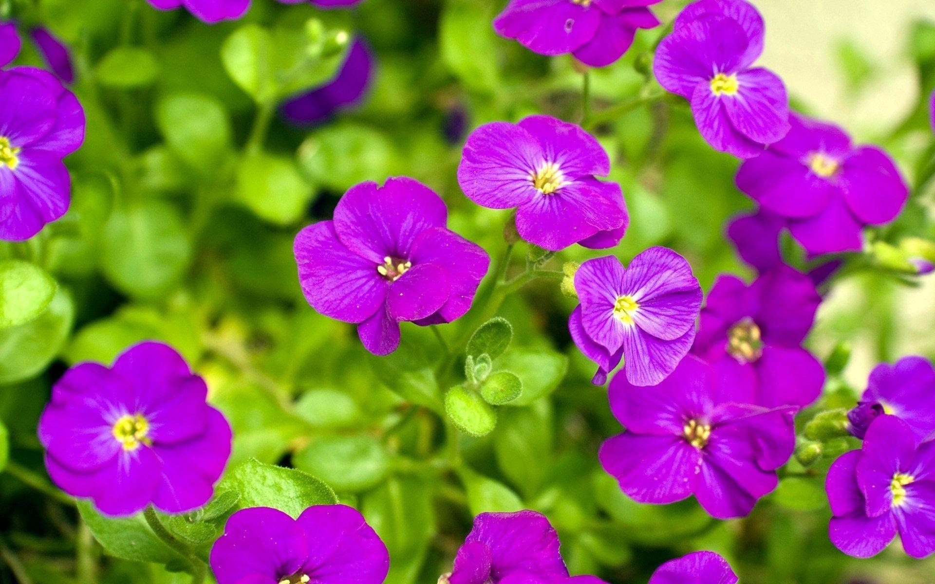 Free Wallpaper Of Flowers Full Size High Quality Background