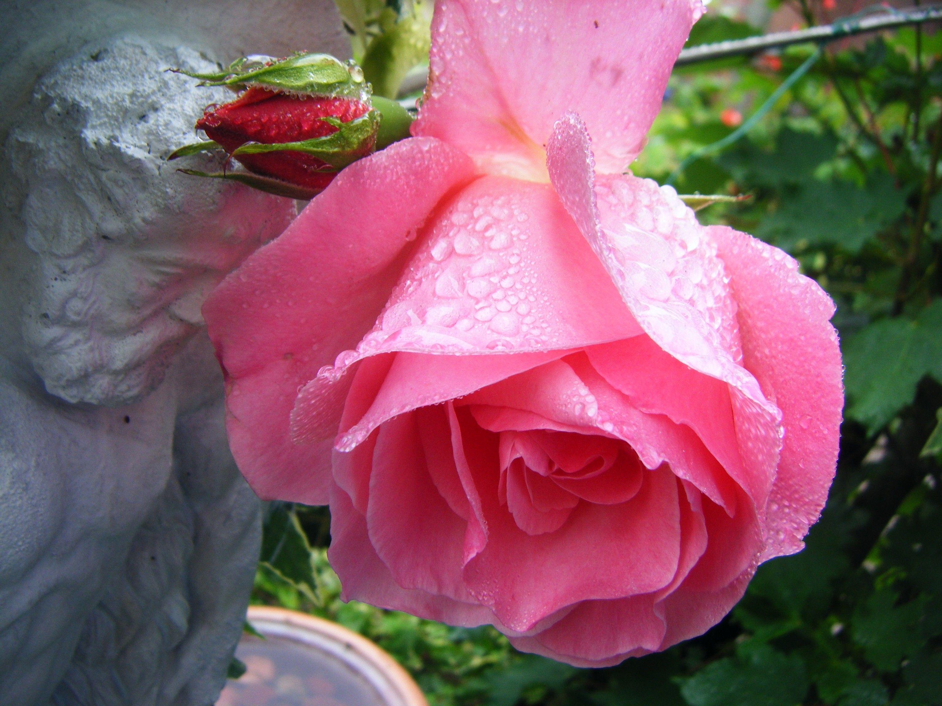 Flower: Tears Wet Love Rose Wallpaper Flower Free Download for HD 16