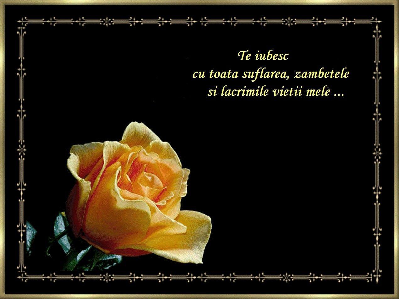 Flowers: Yellow Iubire Rose Tears Love Flower Wallpaper HD