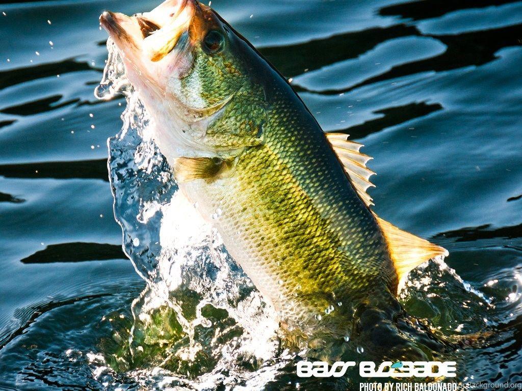 Cool Bass Fishing Wallpaper Image Gallery Photonesta Desktop Background