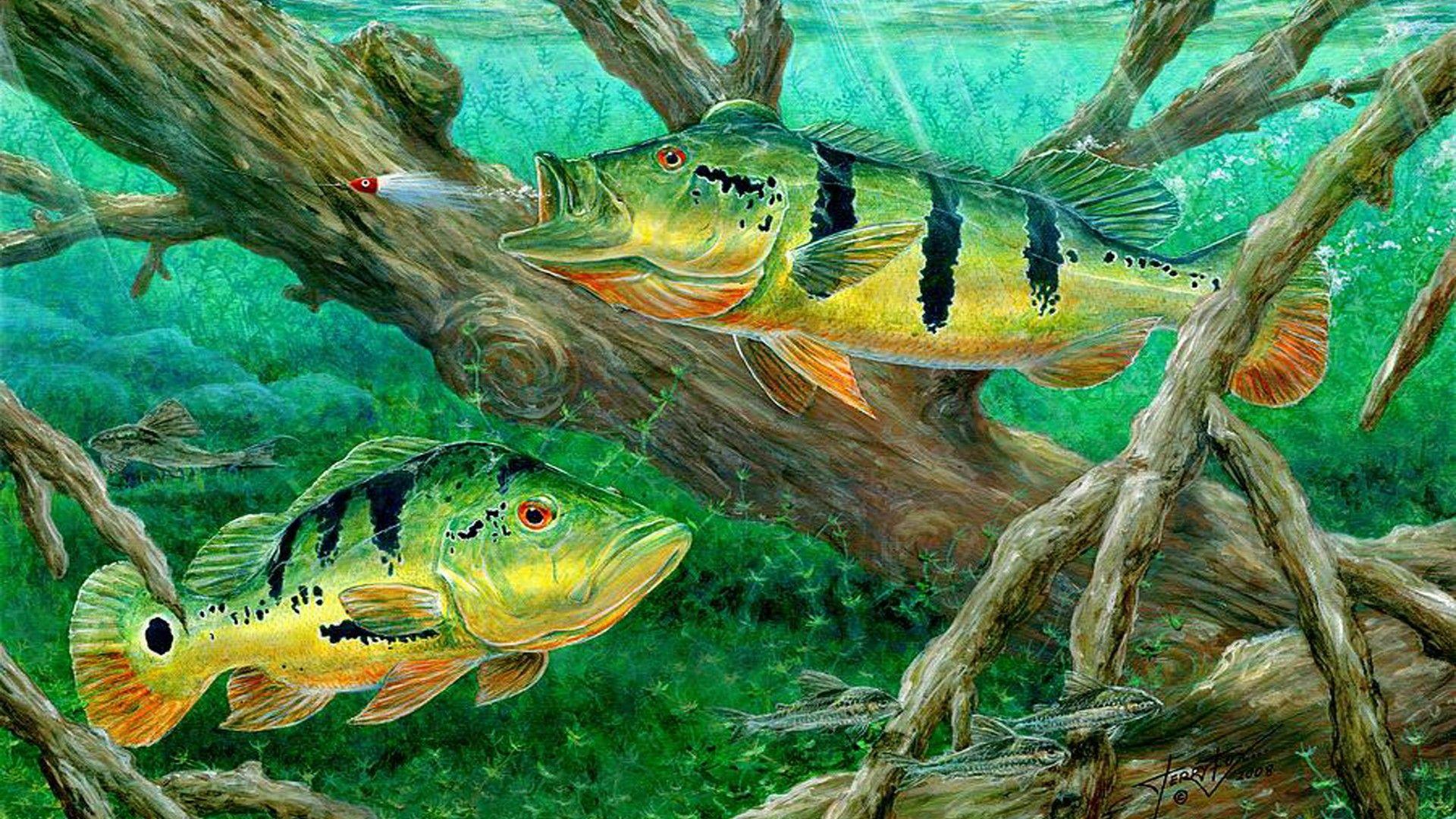 Peacock Bass Fishing On Canvas Wallpaper HD, Wallpaper13.com