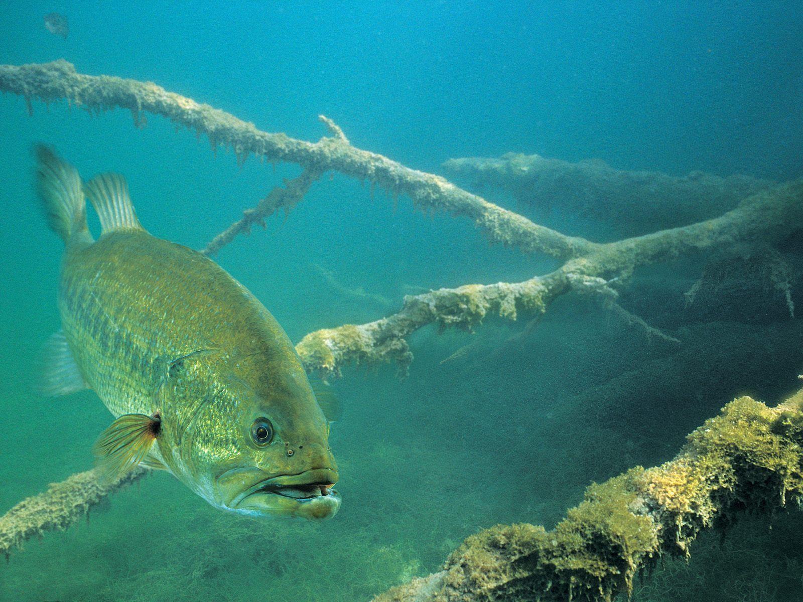 Fish R: Bass Fishing Wallpaper