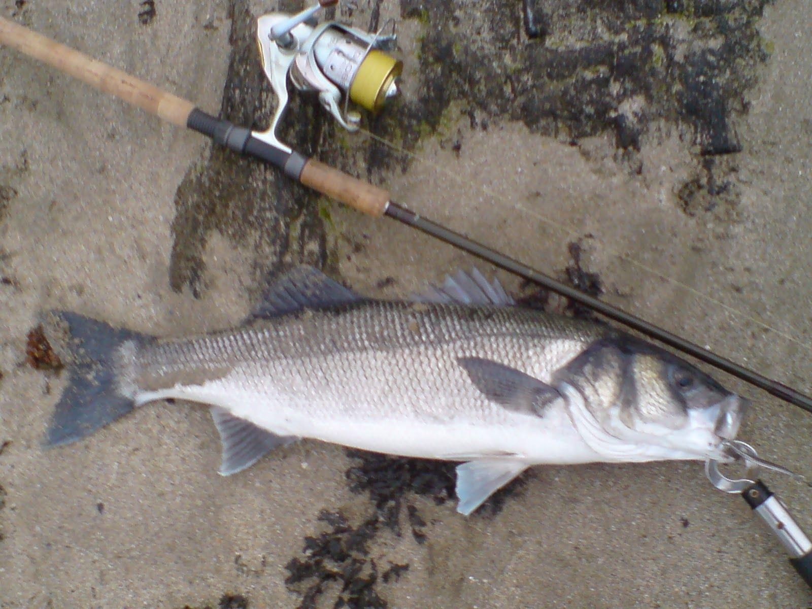 Cast, Hook and Strike. Sea Bass Fishing Blog.: The Before and After